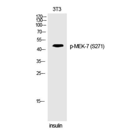 Western blot - MEK-7 (Phospho-Ser271) Polyclonal Antibody from Signalway Antibody (12339) - Antibodies.com