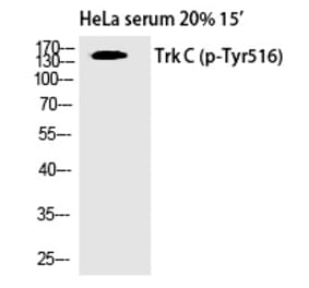 Western blot - Trk C (Phospho-Tyr516) Polyclonal Antibody from Signalway Antibody (12340) - Antibodies.com