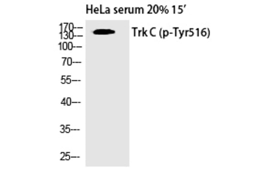 Western blot - Trk C (Phospho-Tyr516) Polyclonal Antibody from Signalway Antibody (12340) - Antibodies.com