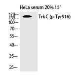 Western blot - Trk C (Phospho-Tyr516) Polyclonal Antibody from Signalway Antibody (12340) - Antibodies.com