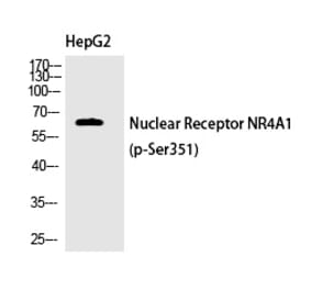 Western blot - Nur77 (Phospho-Ser351) Polyclonal Antibody from Signalway Antibody (12376) - Antibodies.com