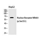 Western blot - Nur77 (Phospho-Ser351) Polyclonal Antibody from Signalway Antibody (12376) - Antibodies.com