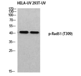 Western blot - Rad51 (Phospho-Thr309) Polyclonal Antibody from Signalway Antibody (12383) - Antibodies.com