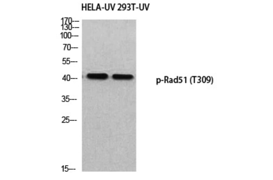 Western blot - Rad51 (Phospho-Thr309) Polyclonal Antibody from Signalway Antibody (12383) - Antibodies.com