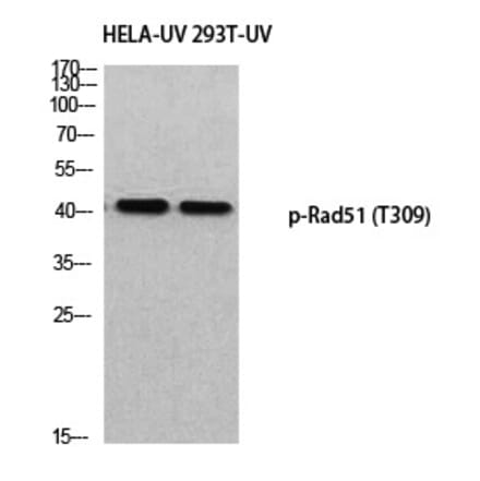 Western blot - Rad51 (Phospho-Thr309) Polyclonal Antibody from Signalway Antibody (12383) - Antibodies.com