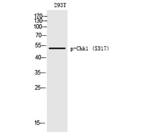 Western blot - Chk1 (Phospho-Ser317) Polyclonal Antibody from Signalway Antibody (12190) - Antibodies.com
