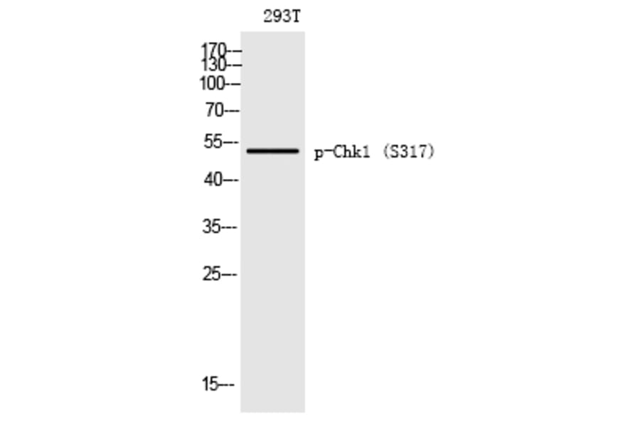 Western blot - Chk1 (Phospho-Ser317) Polyclonal Antibody from Signalway Antibody (12190) - Antibodies.com