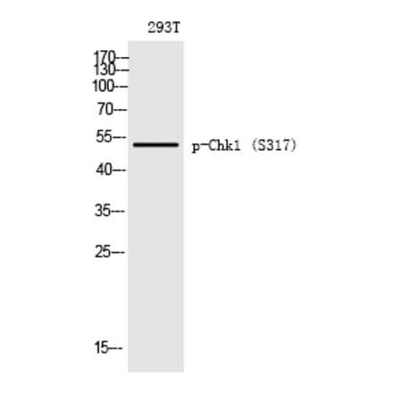Western blot - Chk1 (Phospho-Ser317) Polyclonal Antibody from Signalway Antibody (12190) - Antibodies.com