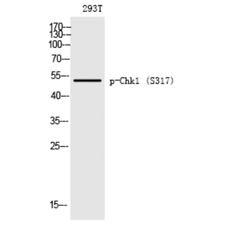 Western blot - Chk1 (Phospho-Ser317) Polyclonal Antibody from Signalway Antibody (12190) - Antibodies.com