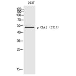 Western blot - Chk1 (Phospho-Ser317) Polyclonal Antibody from Signalway Antibody (12190) - Antibodies.com