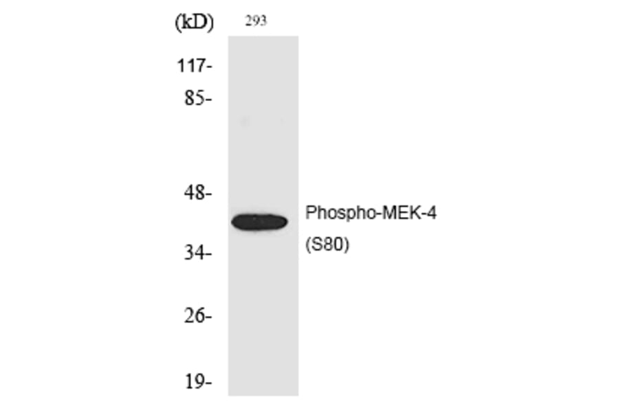 Western blot - MEK-4 (Phospho-Ser80) Polyclonal Antibody from Signalway Antibody (12207) - Antibodies.com
