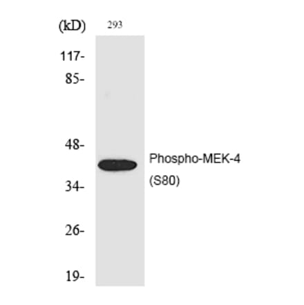 Western blot - MEK-4 (Phospho-Ser80) Polyclonal Antibody from Signalway Antibody (12207) - Antibodies.com