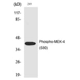 Western blot - MEK-4 (Phospho-Ser80) Polyclonal Antibody from Signalway Antibody (12207) - Antibodies.com