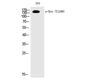Western blot - Neu (Phospho-Tyr1248) Polyclonal Antibody from Signalway Antibody (12210) - Antibodies.com