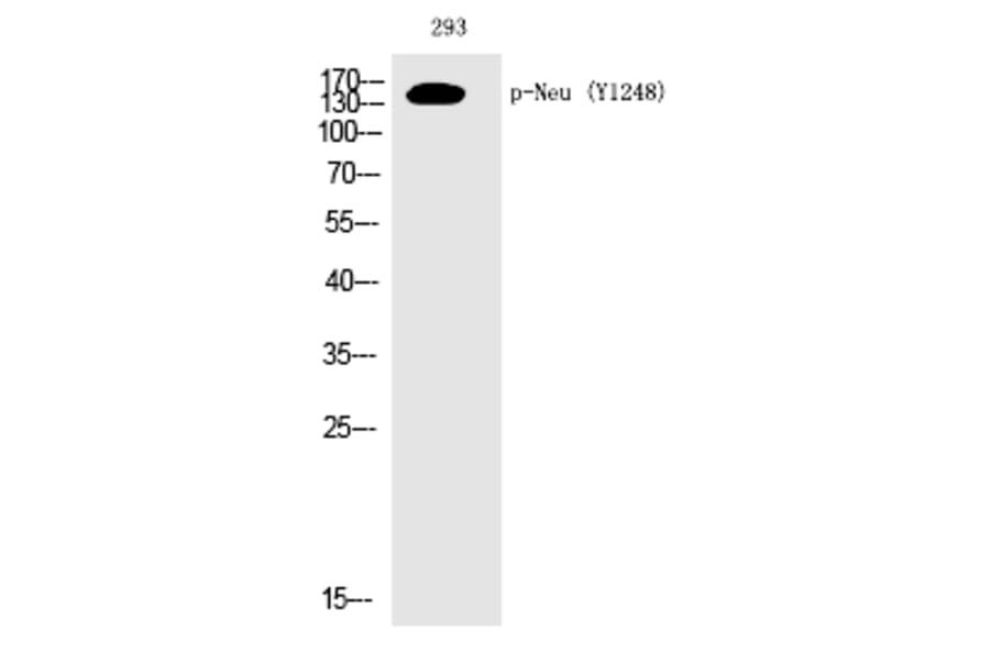 Western blot - Neu (Phospho-Tyr1248) Polyclonal Antibody from Signalway Antibody (12210) - Antibodies.com