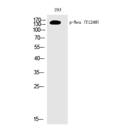 Western blot - Neu (Phospho-Tyr1248) Polyclonal Antibody from Signalway Antibody (12210) - Antibodies.com