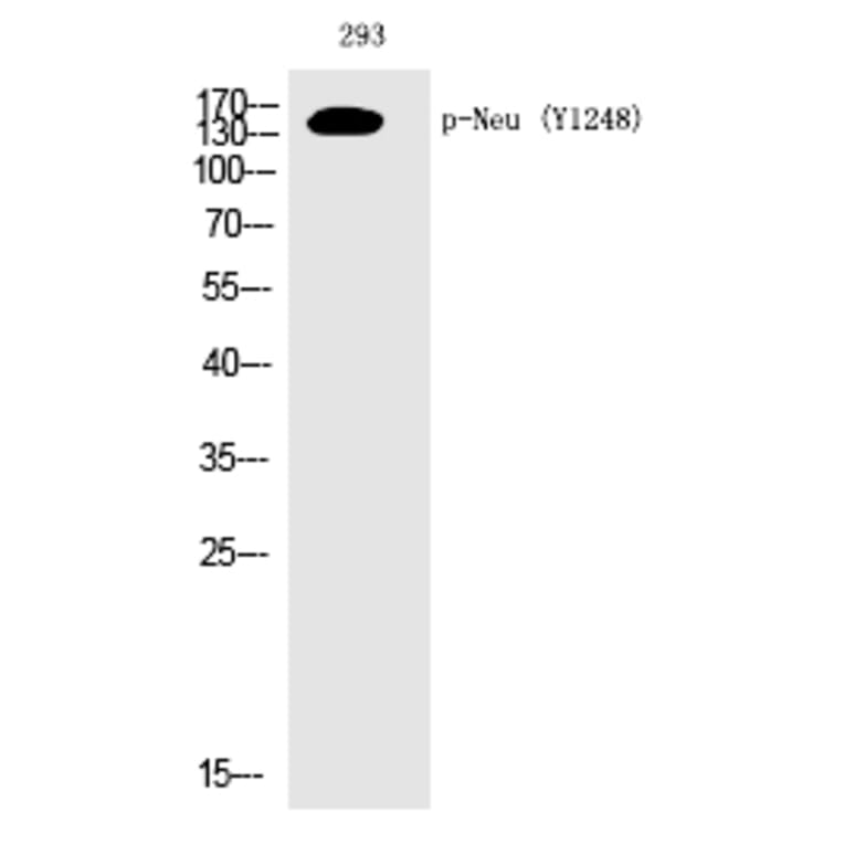 Western blot - Neu (Phospho-Tyr1248) Polyclonal Antibody from Signalway Antibody (12210) - Antibodies.com