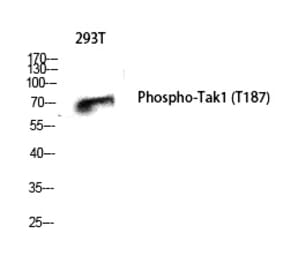 Western blot - Tak1 (Phospho-Thr187) Polyclonal Antibody from Signalway Antibody (12255) - Antibodies.com