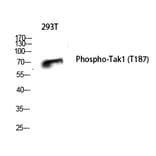 Western blot - Tak1 (Phospho-Thr187) Polyclonal Antibody from Signalway Antibody (12255) - Antibodies.com