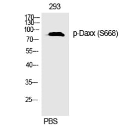 Western blot - Daxx (Phospho-Ser668) Polyclonal Antibody from Signalway Antibody (12297) - Antibodies.com