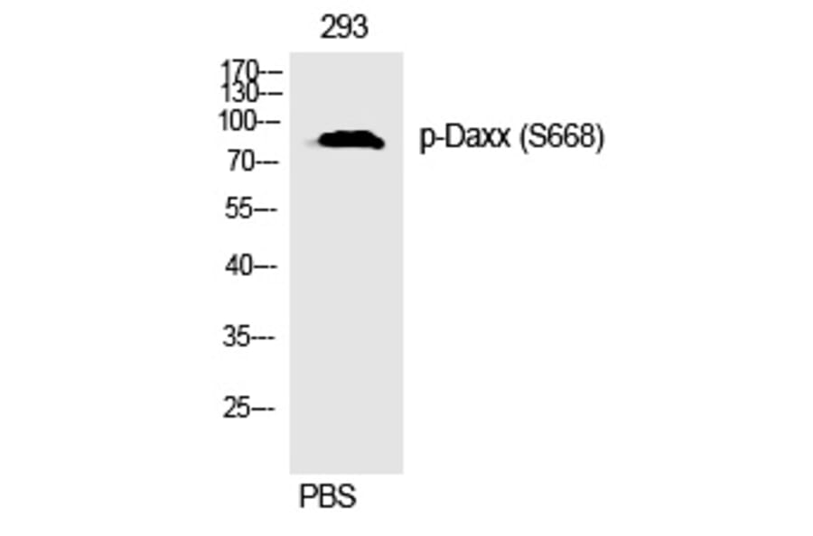 Western blot - Daxx (Phospho-Ser668) Polyclonal Antibody from Signalway Antibody (12297) - Antibodies.com