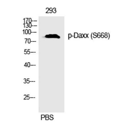 Western blot - Daxx (Phospho-Ser668) Polyclonal Antibody from Signalway Antibody (12297) - Antibodies.com