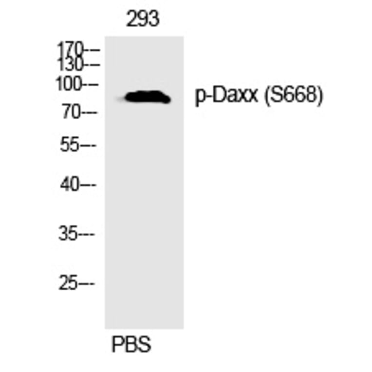 Western blot - Daxx (Phospho-Ser668) Polyclonal Antibody from Signalway Antibody (12297) - Antibodies.com