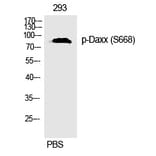 Western blot - Daxx (Phospho-Ser668) Polyclonal Antibody from Signalway Antibody (12297) - Antibodies.com