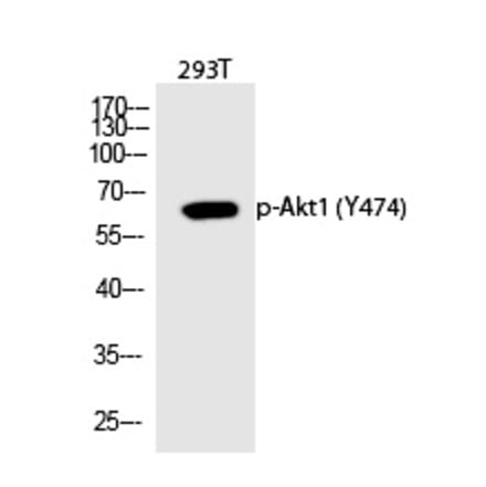 Western blot - Akt1 (Phospho-Tyr474) Polyclonal Antibody from Signalway Antibody (12311) - Antibodies.com