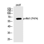 Western blot - Akt1 (Phospho-Tyr474) Polyclonal Antibody from Signalway Antibody (12311) - Antibodies.com