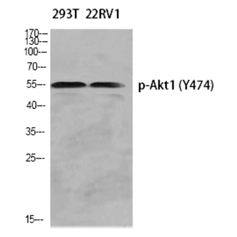 Western blot - Akt1 (Phospho-Tyr474) Polyclonal Antibody from Signalway Antibody (12311) - Antibodies.com