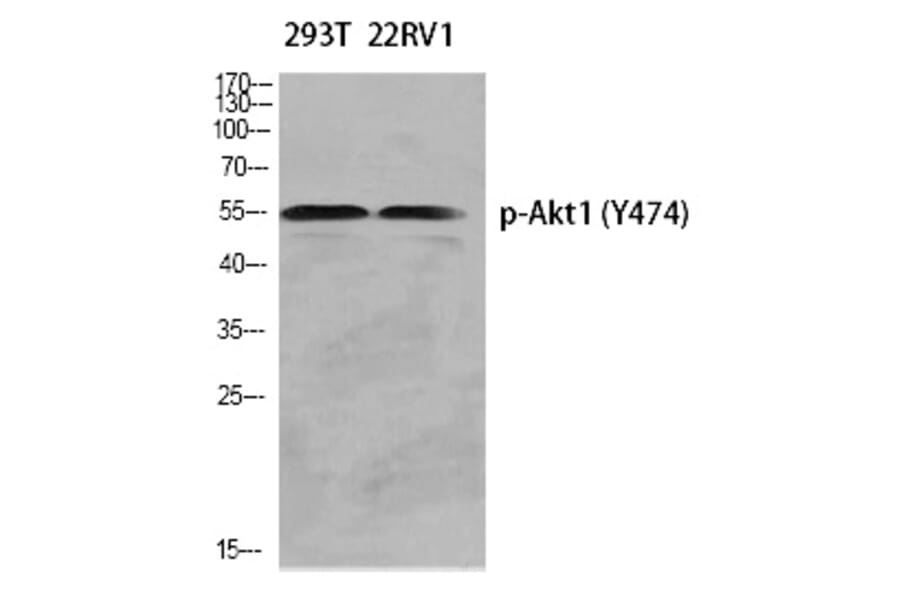 Western blot - Akt1 (Phospho-Tyr474) Polyclonal Antibody from Signalway Antibody (12311) - Antibodies.com