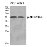 Western blot - Akt1 (Phospho-Tyr474) Polyclonal Antibody from Signalway Antibody (12311) - Antibodies.com