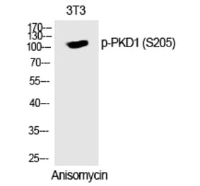 Western blot - PKD1 (Phospho-Ser205) Polyclonal Antibody from Signalway Antibody (12323) - Antibodies.com