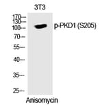 Western blot - PKD1 (Phospho-Ser205) Polyclonal Antibody from Signalway Antibody (12323) - Antibodies.com