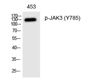 Western blot - JAK3 (Phospho-Tyr785) Polyclonal Antibody from Signalway Antibody (12331) - Antibodies.com