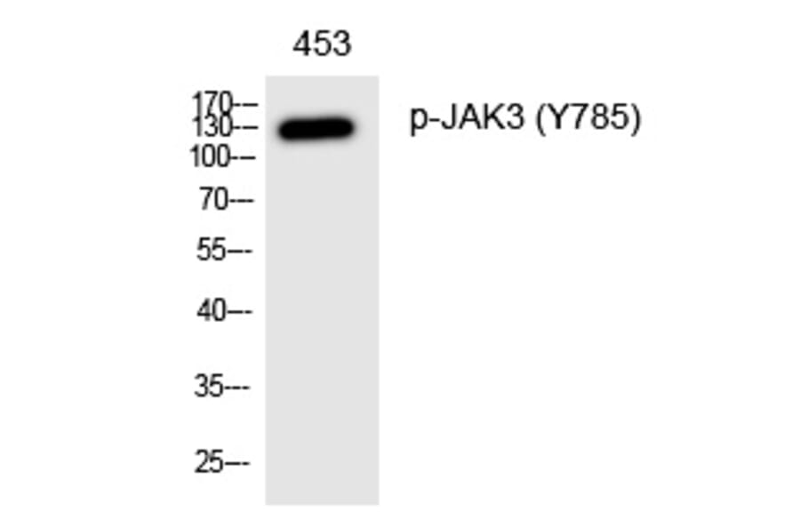 Western blot - JAK3 (Phospho-Tyr785) Polyclonal Antibody from Signalway Antibody (12331) - Antibodies.com