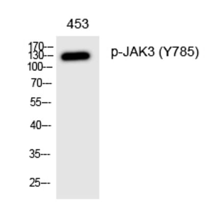 Western blot - JAK3 (Phospho-Tyr785) Polyclonal Antibody from Signalway Antibody (12331) - Antibodies.com