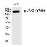 Western blot - JAK3 (Phospho-Tyr785) Polyclonal Antibody from Signalway Antibody (12331) - Antibodies.com