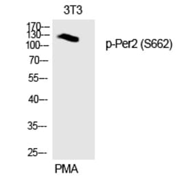 Western blot - Per2 (Phospho-Ser662) Polyclonal Antibody from Signalway Antibody (12332) - Antibodies.com