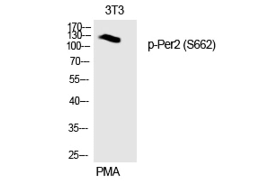 Western blot - Per2 (Phospho-Ser662) Polyclonal Antibody from Signalway Antibody (12332) - Antibodies.com