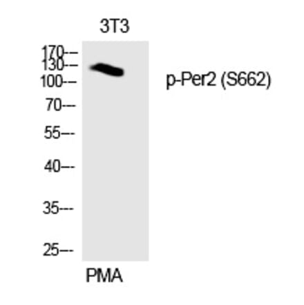 Western blot - Per2 (Phospho-Ser662) Polyclonal Antibody from Signalway Antibody (12332) - Antibodies.com