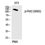 Western blot - Per2 (Phospho-Ser662) Polyclonal Antibody from Signalway Antibody (12332) - Antibodies.com