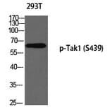 Western blot - Tak1 (Phospho-Ser439) Polyclonal Antibody from Signalway Antibody (12337) - Antibodies.com