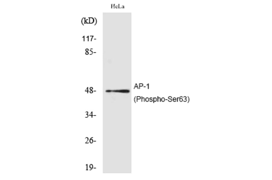 Western blot - AP-1 (Phospho-Ser63) Polyclonal Antibody from Signalway Antibody (12180) - Antibodies.com