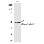 Western blot - AP-1 (Phospho-Ser63) Polyclonal Antibody from Signalway Antibody (12180) - Antibodies.com