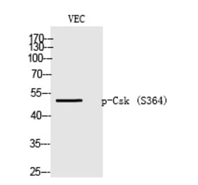 Western blot - Csk (Phospho-Ser364) Polyclonal Antibody from Signalway Antibody (12225) - Antibodies.com