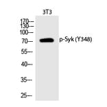 Western blot - Syk (Phospho-Tyr348) Polyclonal Antibody from Signalway Antibody (12293) - Antibodies.com