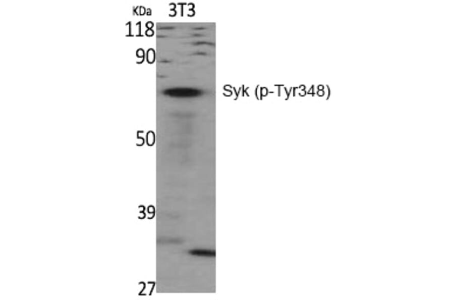 Western blot - Syk (Phospho-Tyr348) Polyclonal Antibody from Signalway Antibody (12293) - Antibodies.com