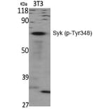 Western blot - Syk (Phospho-Tyr348) Polyclonal Antibody from Signalway Antibody (12293) - Antibodies.com